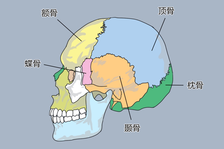 颞骨位置图