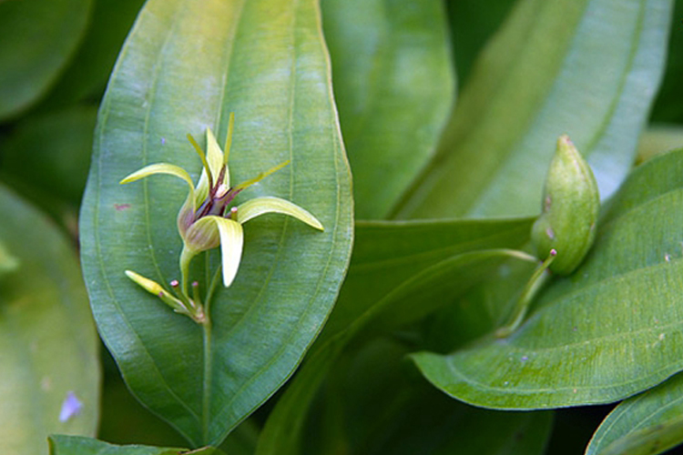 蔓生百部植株图