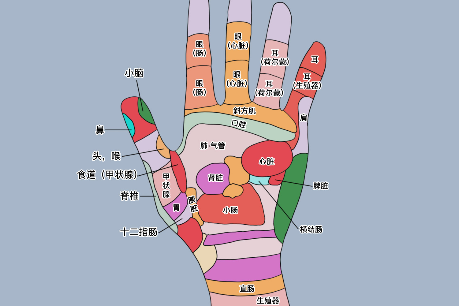 手部脾胃反射区图