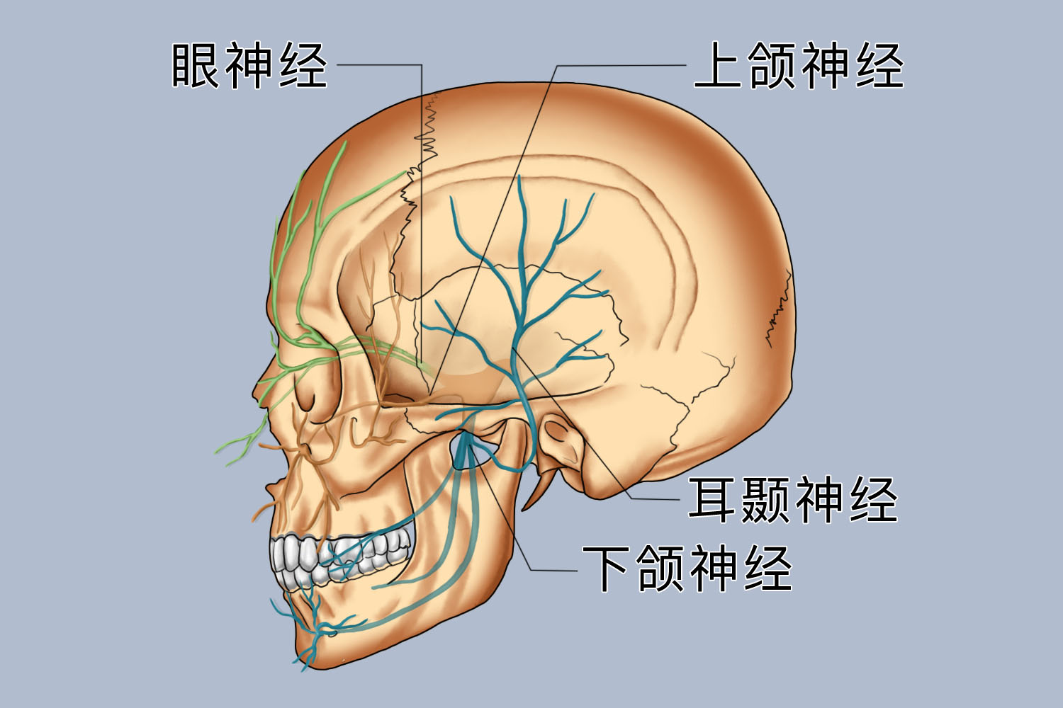 耳颞神经位置图