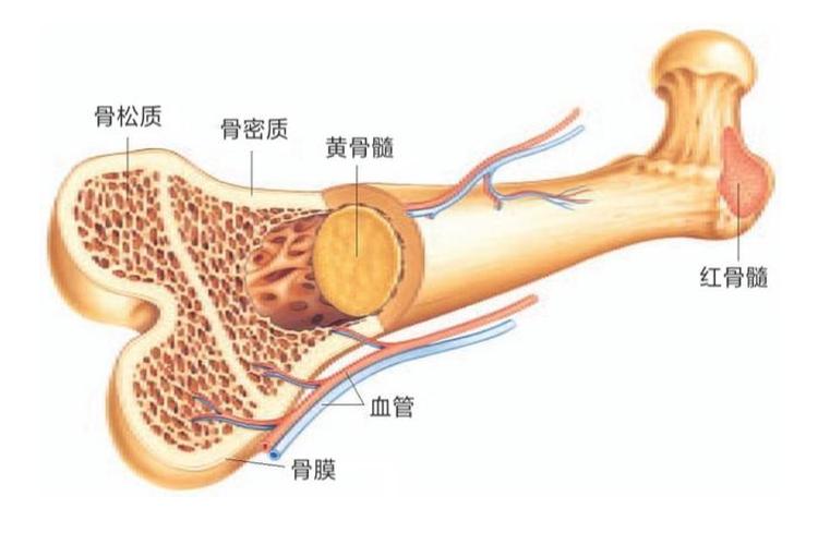 骨密质和骨松质图