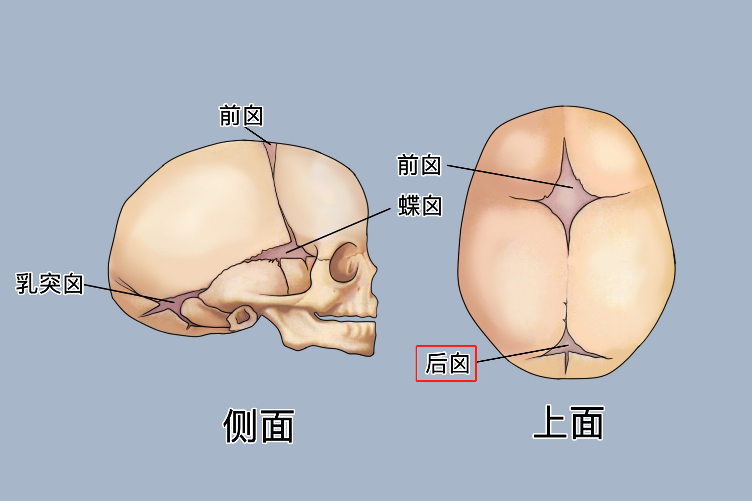 前囟门和后囟门位置图