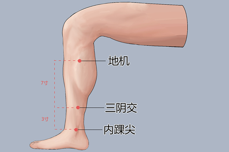三阴交、地机位置图 三阴交、地机位置图