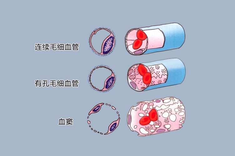 毛细血管结构图 毛细血管结构图