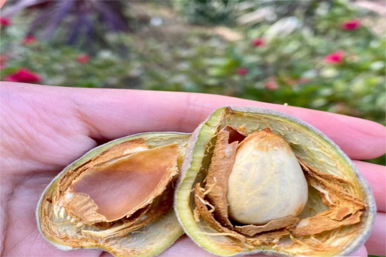 新鲜杏仁外观图