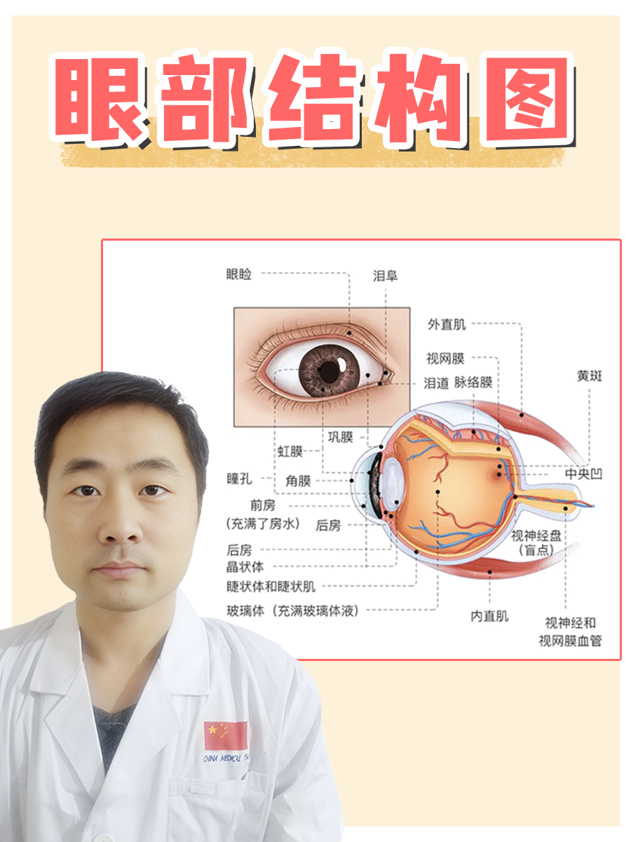 眼部结构图