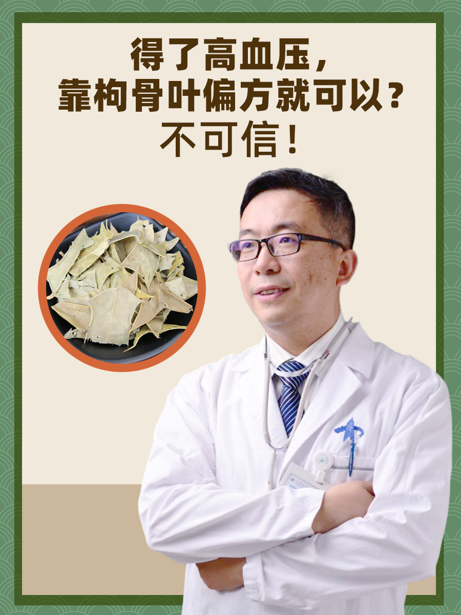 得了高血压，靠枸骨叶偏方就可以？不可信！