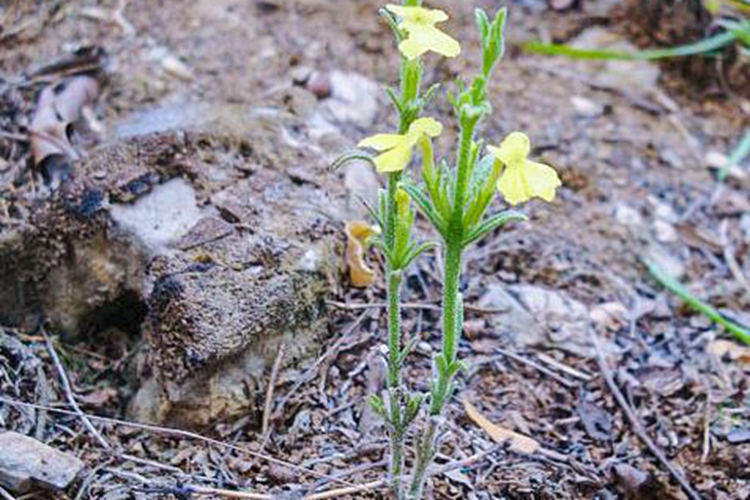 独脚金原植物图
