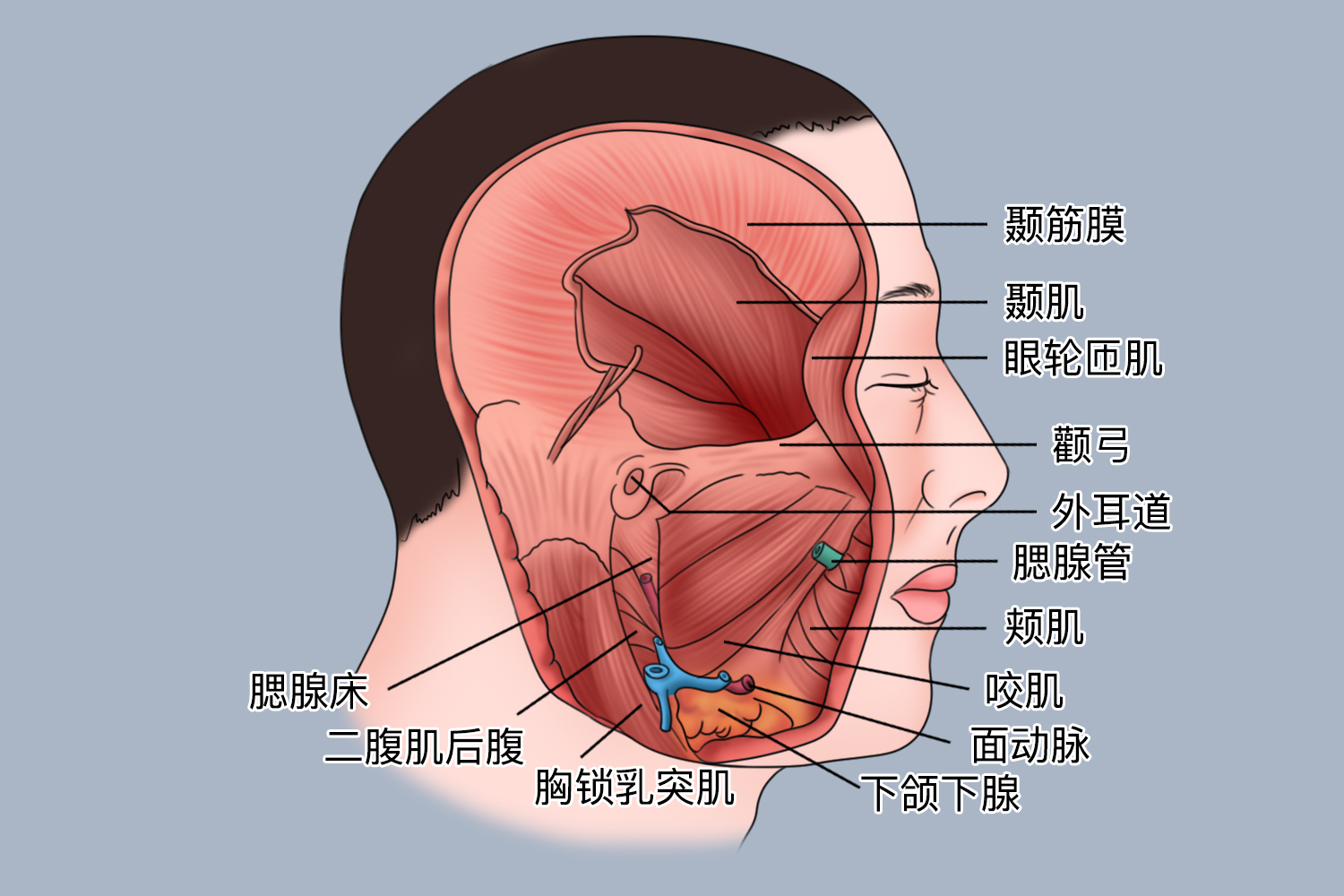 颞部的位置图图片