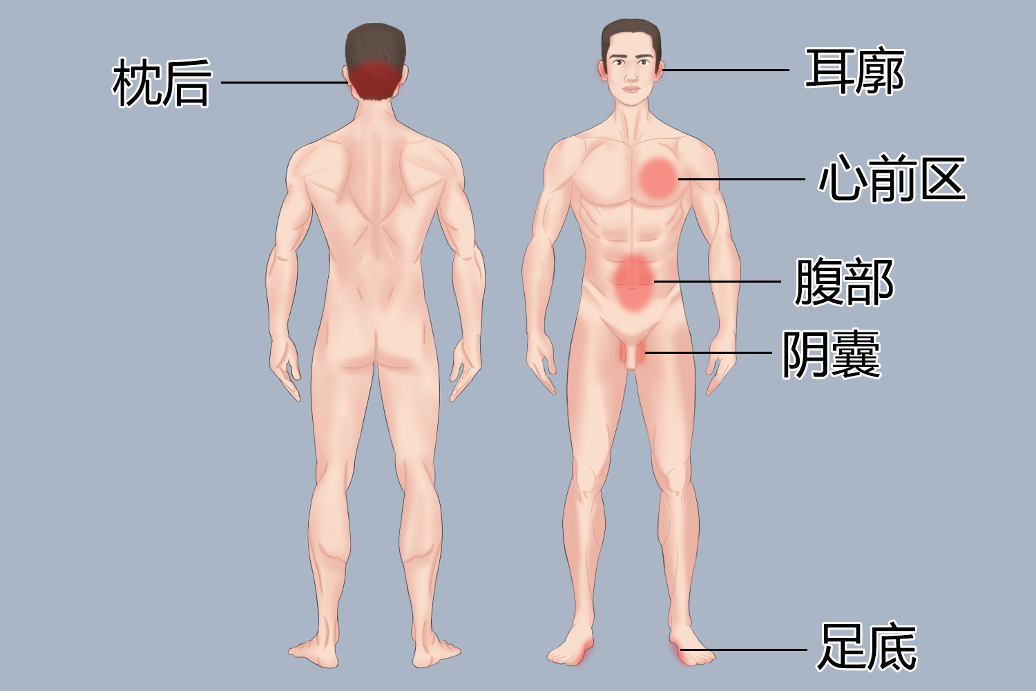酒精擦浴禁忌部位图