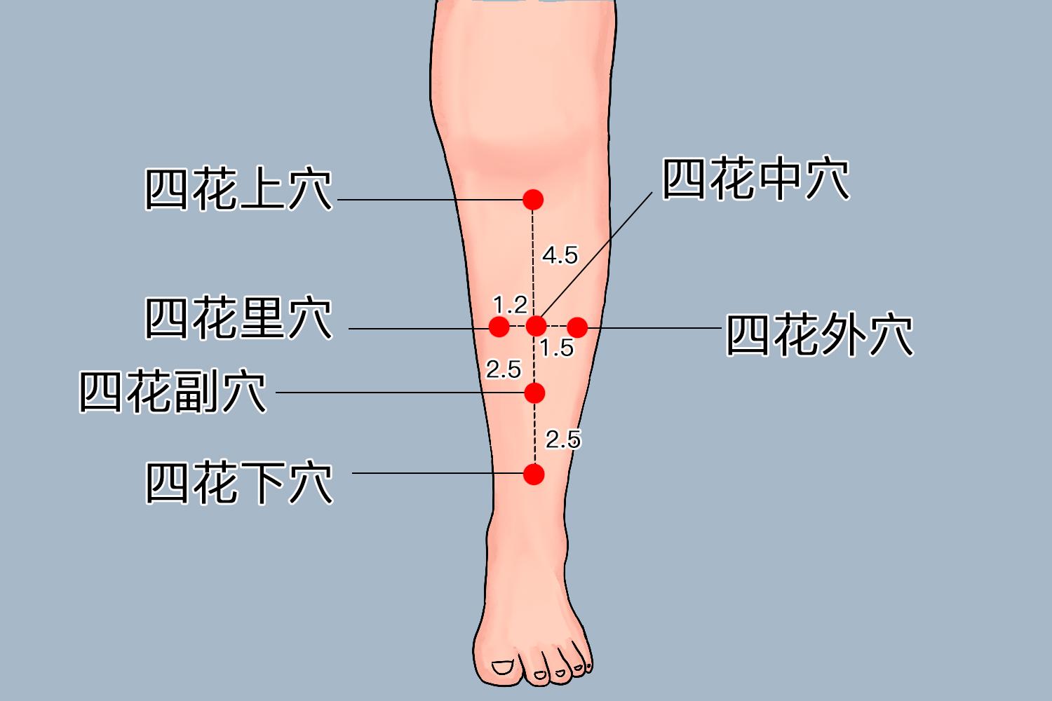 四花中穴、四花外穴位置图