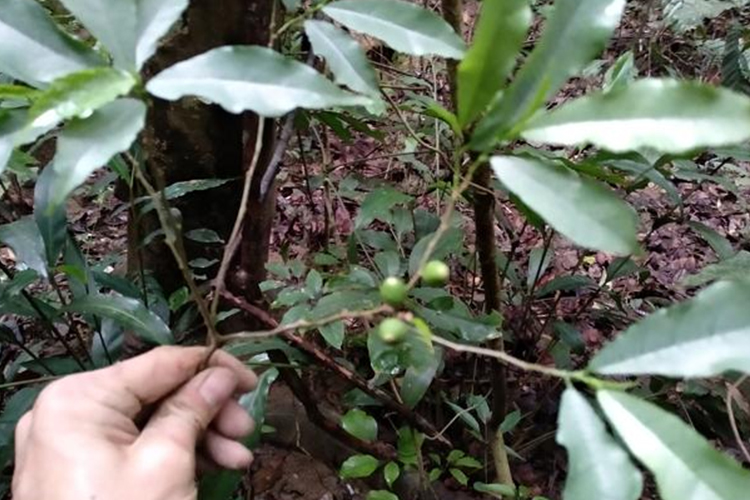 白花牛奶树图 白花牛奶树图