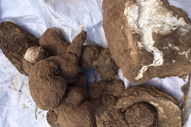 茯苓形态图 茯苓形态图