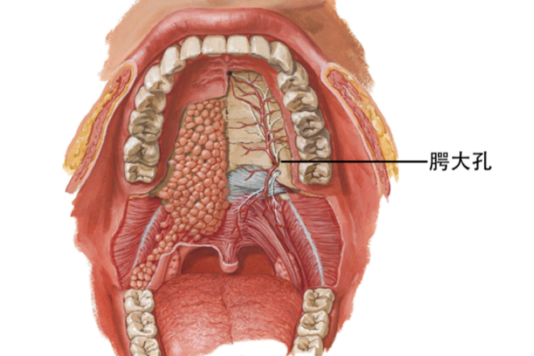腭大孔位置图 腭大孔位置图