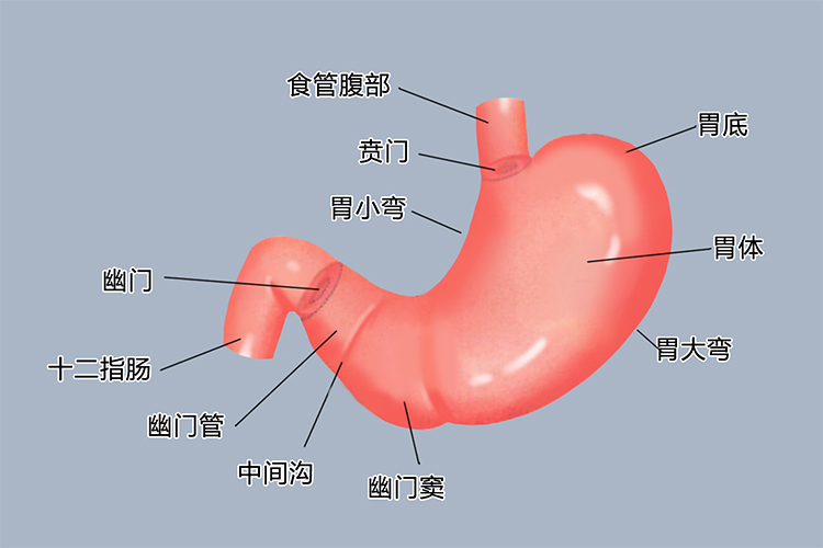 胃窦解剖结构图