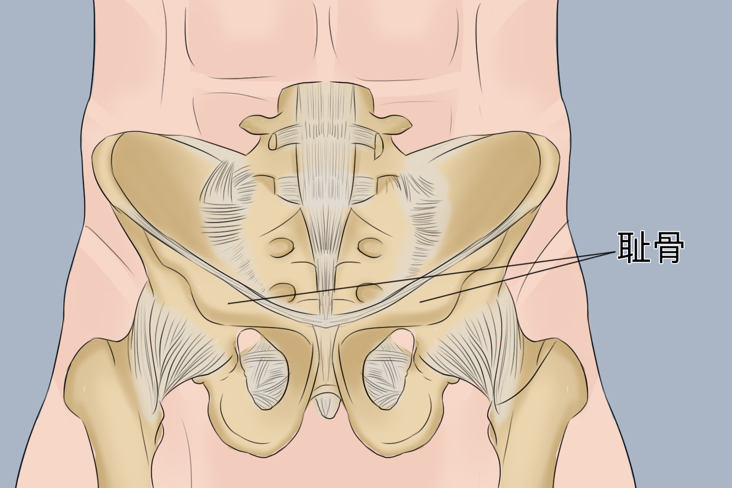 男人耻骨准确位置图片图片