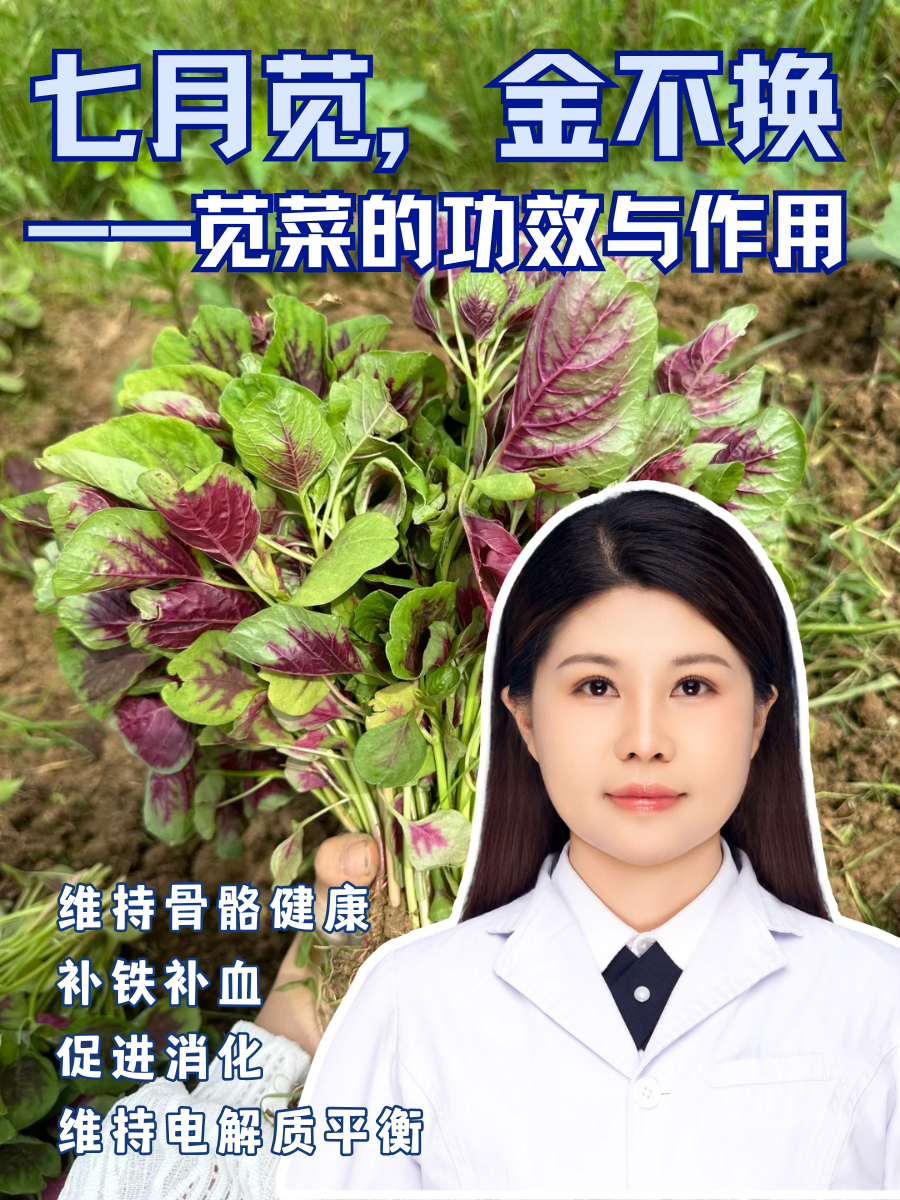 七月苋,金不换—苋菜的功效与作用