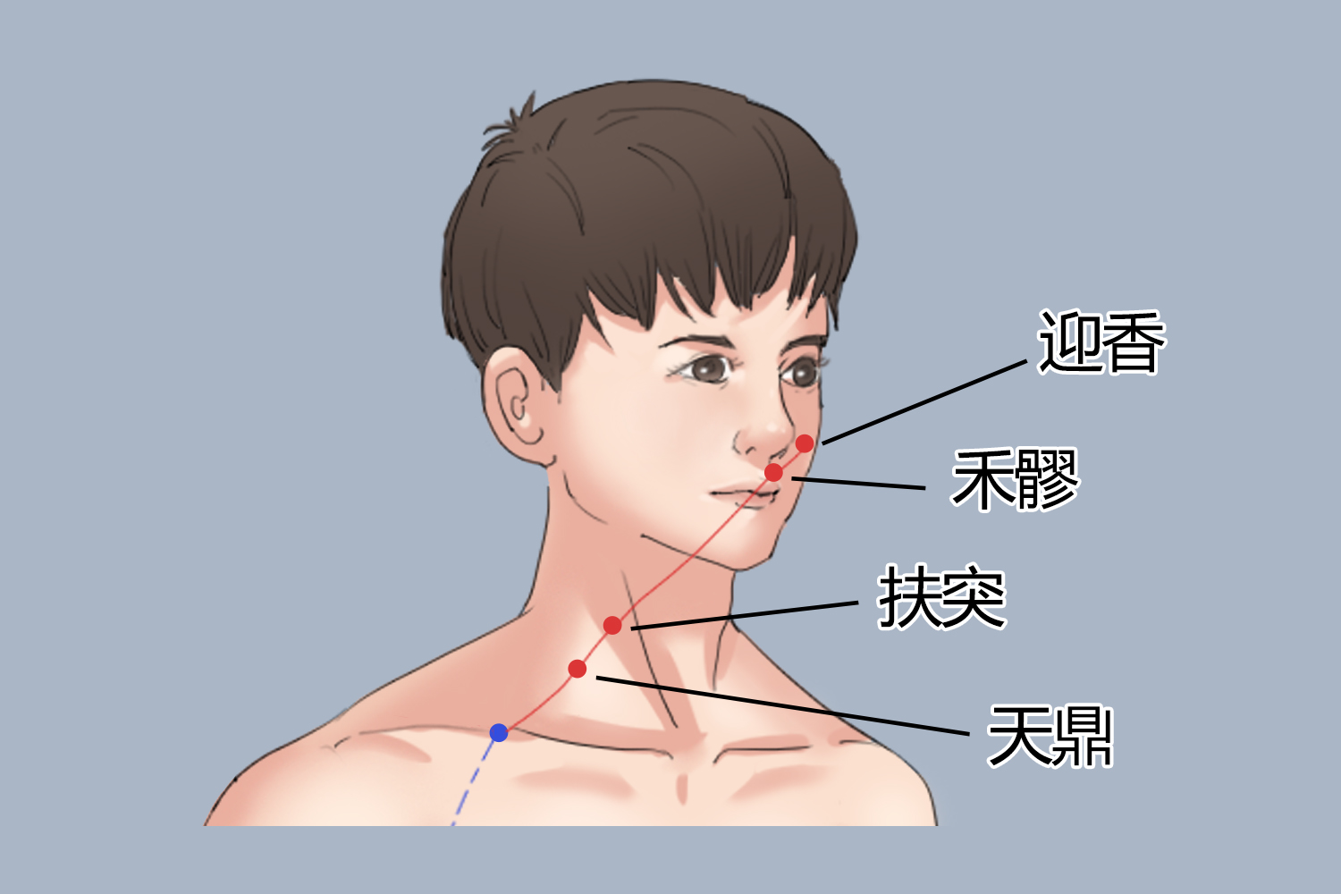 手阳明大肠经脉支脉走向图
