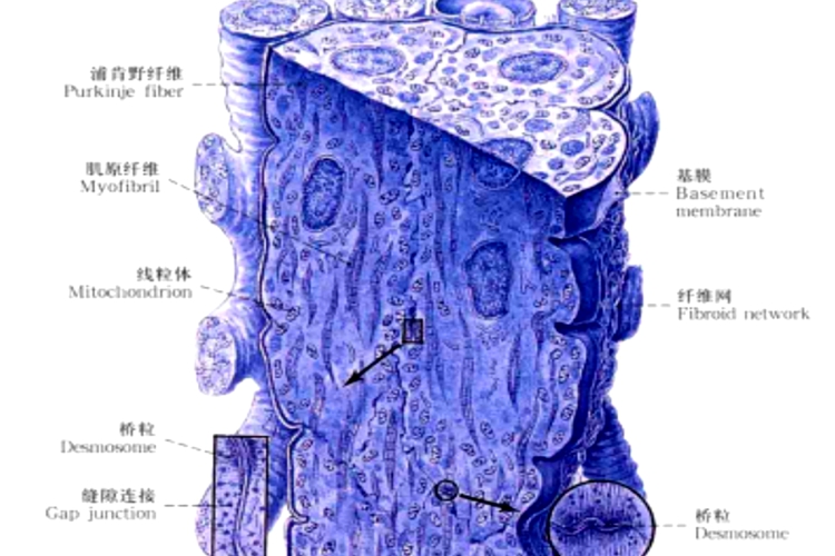 浦肯野纤维结构示意图