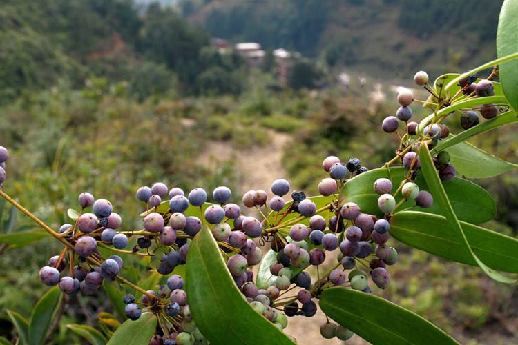 茯苓植株全图图片