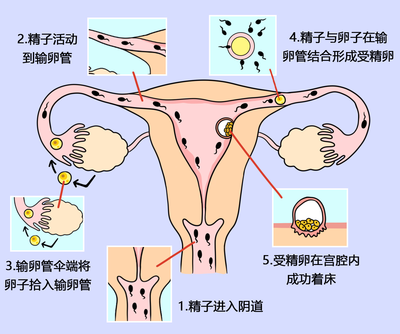 女人受孕过程.jpg