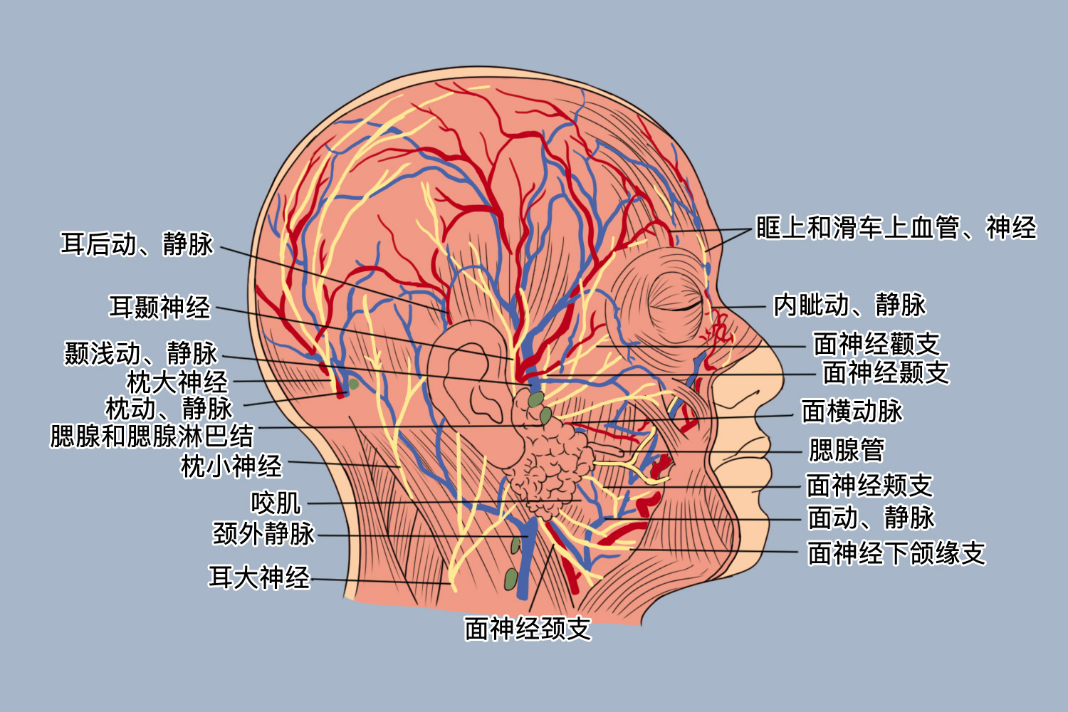 面部浅层结构图