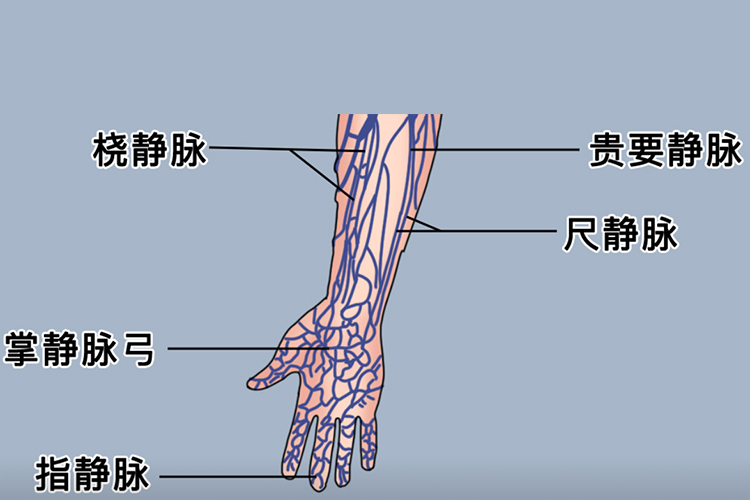 腕后区的主要血管分布图