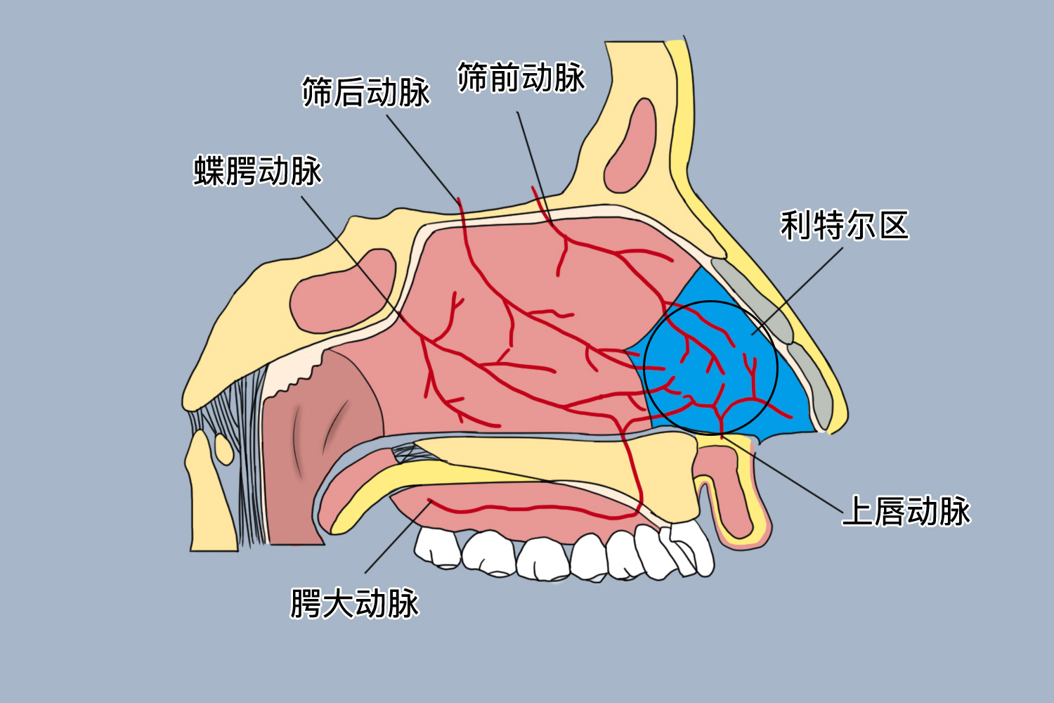 利特尔区位置图 利特尔区位置图