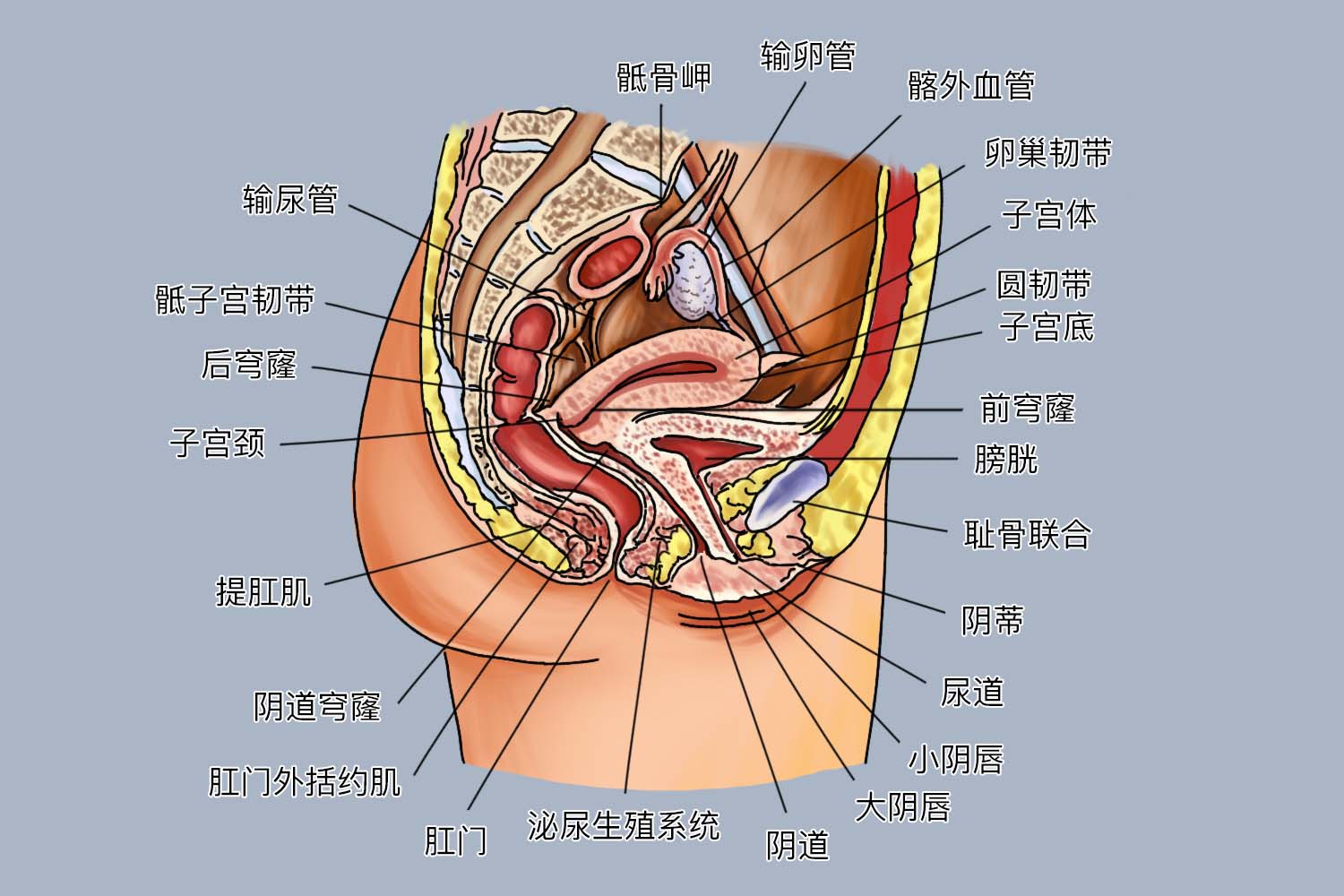 女性盆腔内容物图