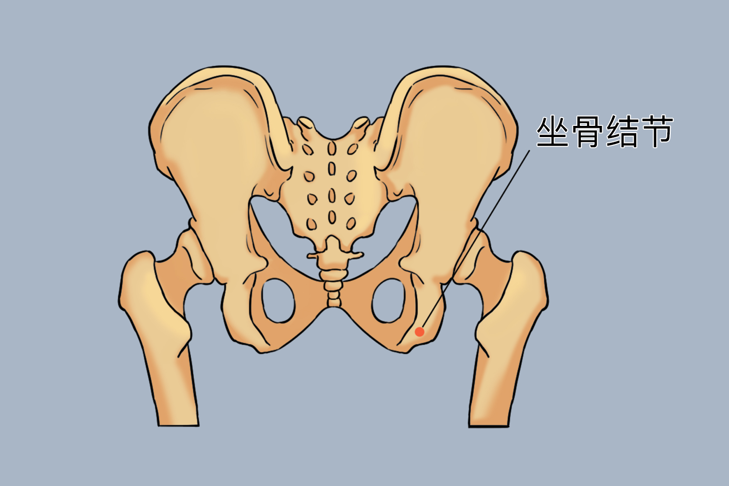 坐骨的准确位置图片图片