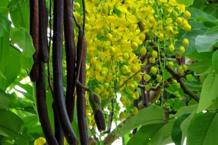 腊肠树植株图 腊肠树植株图