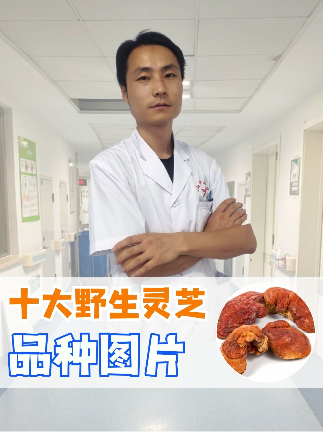 十大野生灵芝品种图片