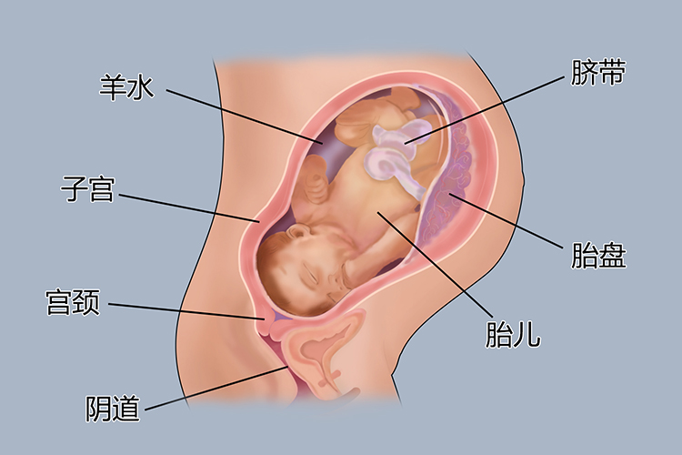 怀孕9个月胎儿图