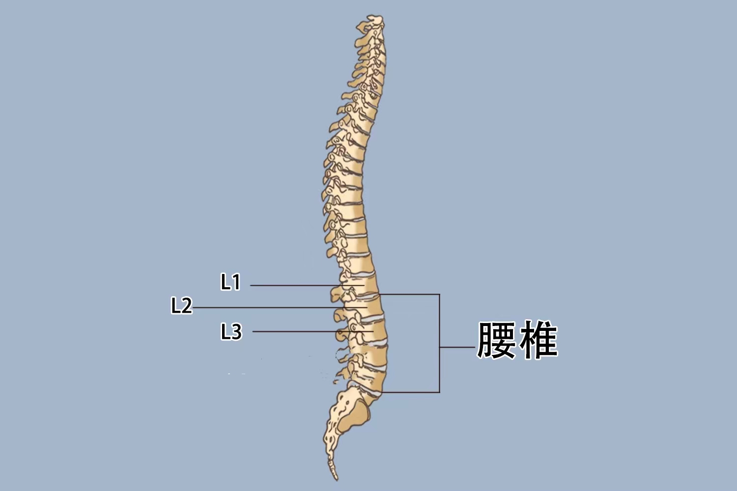 腰椎L1L2L3位置图