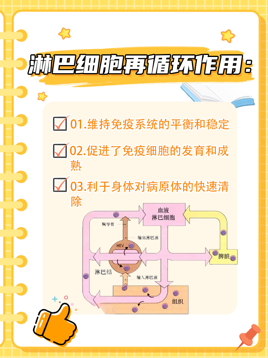 淋巴细胞再循环：一场“调皮”的旅程