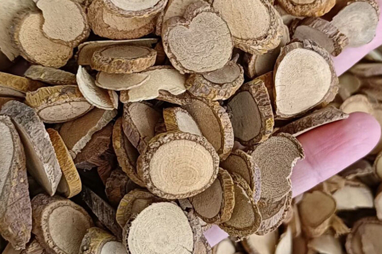 单面针中药材图 单面针中药材图