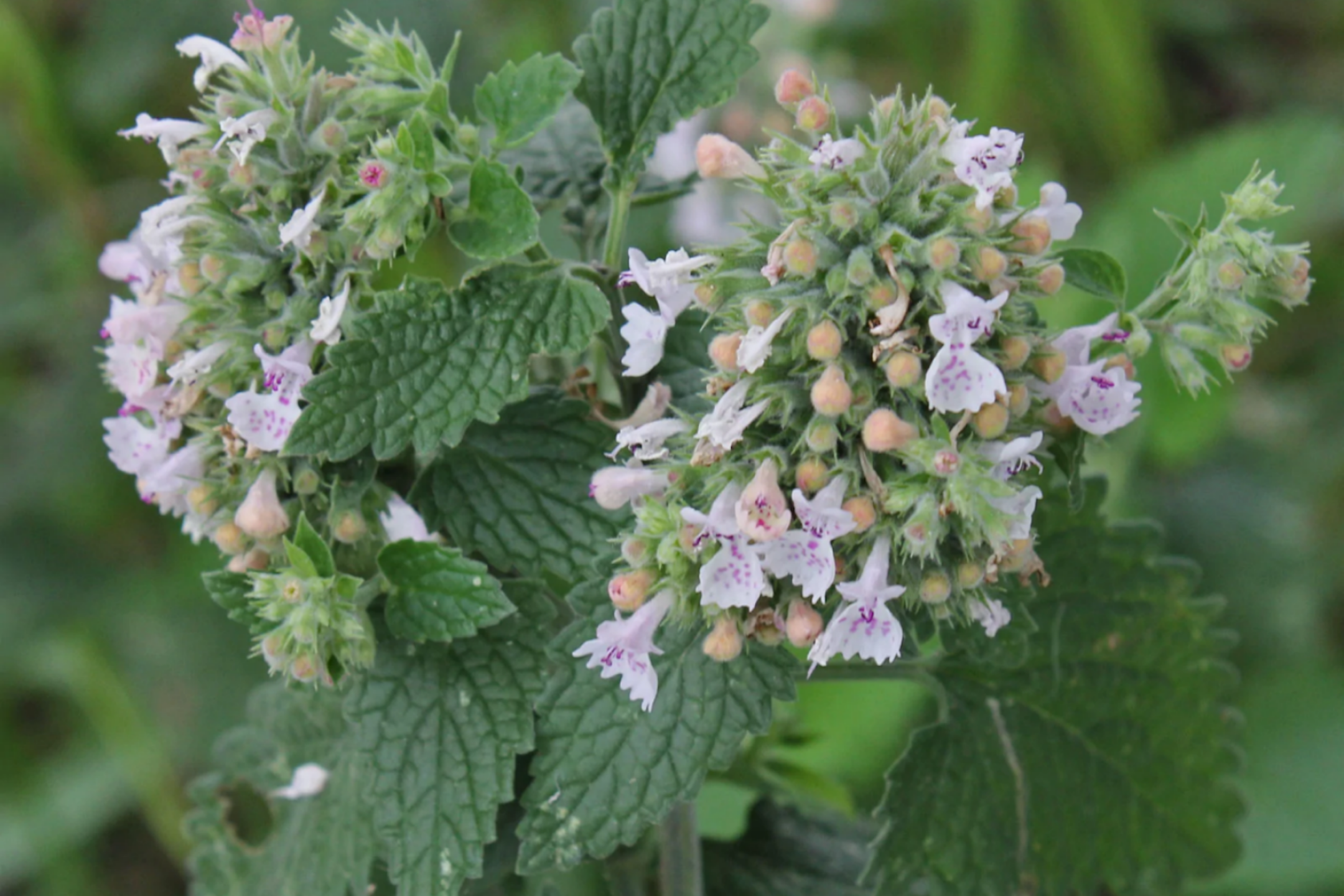 荆芥植株图 荆芥植株图