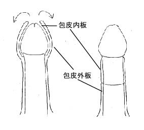 男性包茎过长阴茎图片