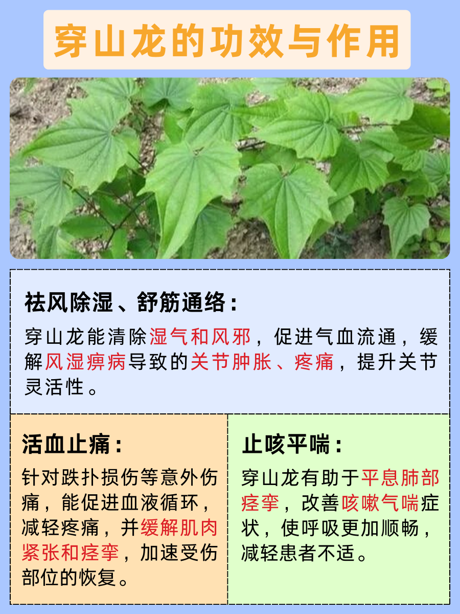 遇见穿山龙,遇见健康新可能!