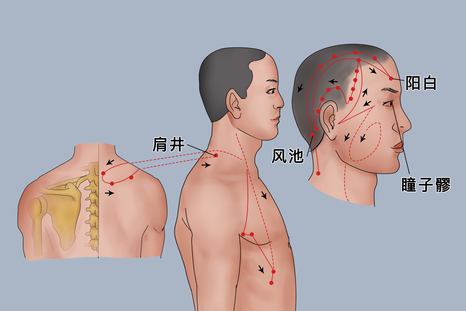 足少阳胆经经络图