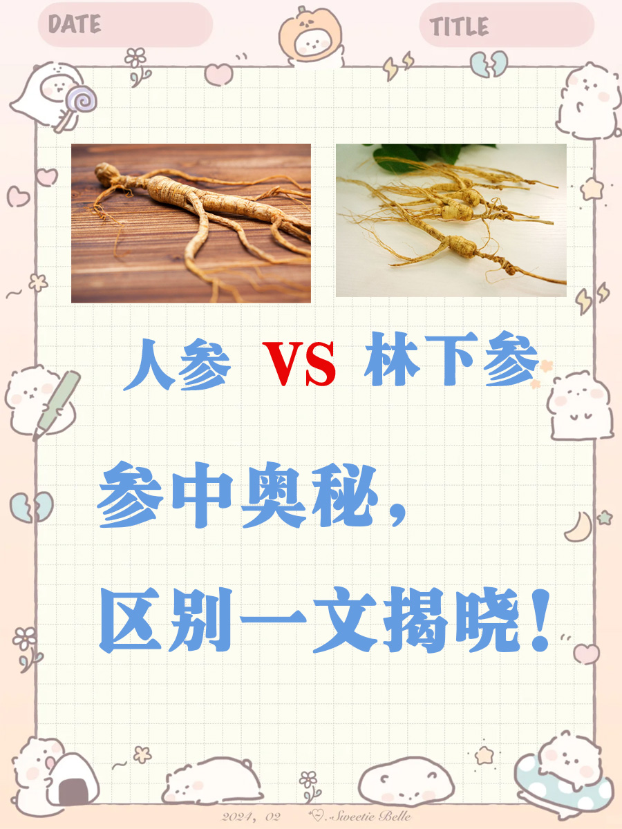林下参VS人参：参中奥秘，区别一文揭晓！