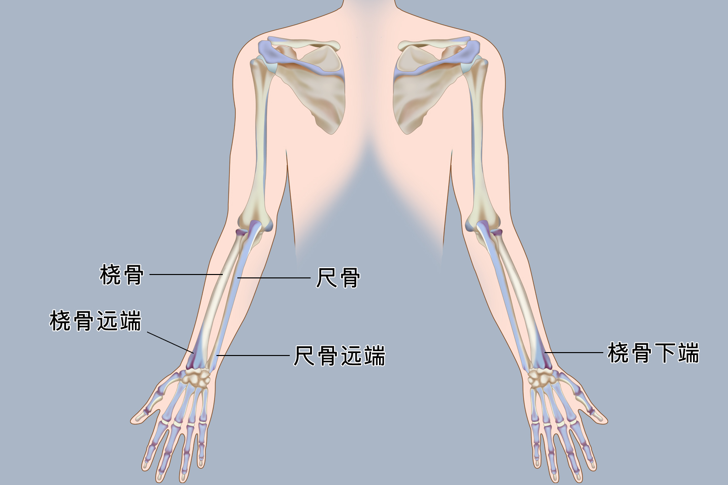 右尺桡骨远端位置图
