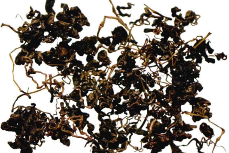 绞股蓝干燥后药材图