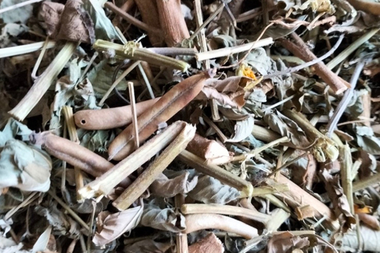 大眼兰草药图片