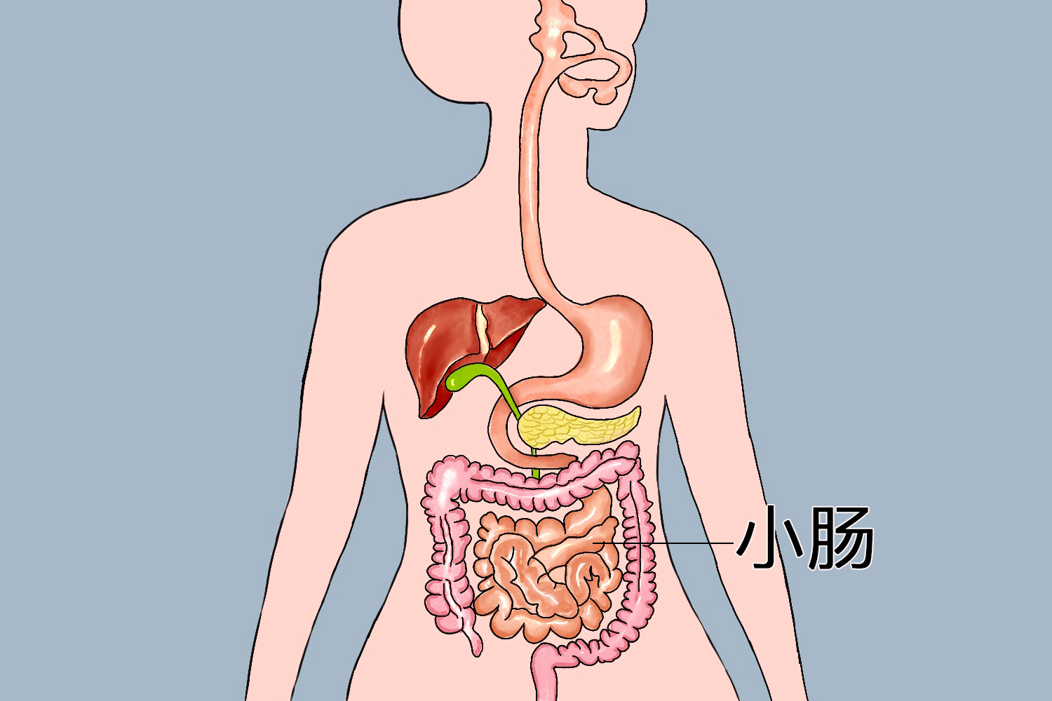 小肠位置图 小肠位置图