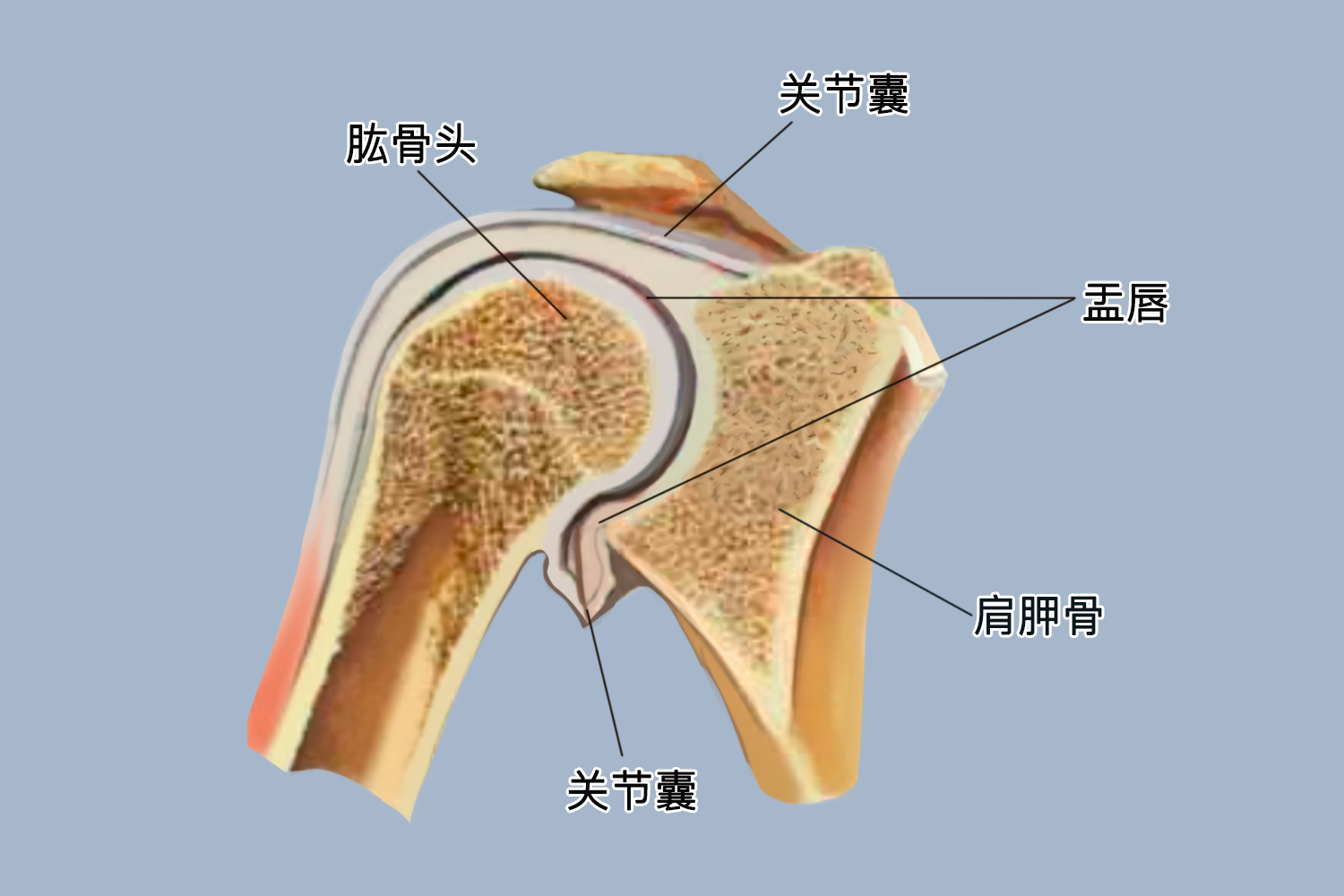 肩关节图 肩关节图