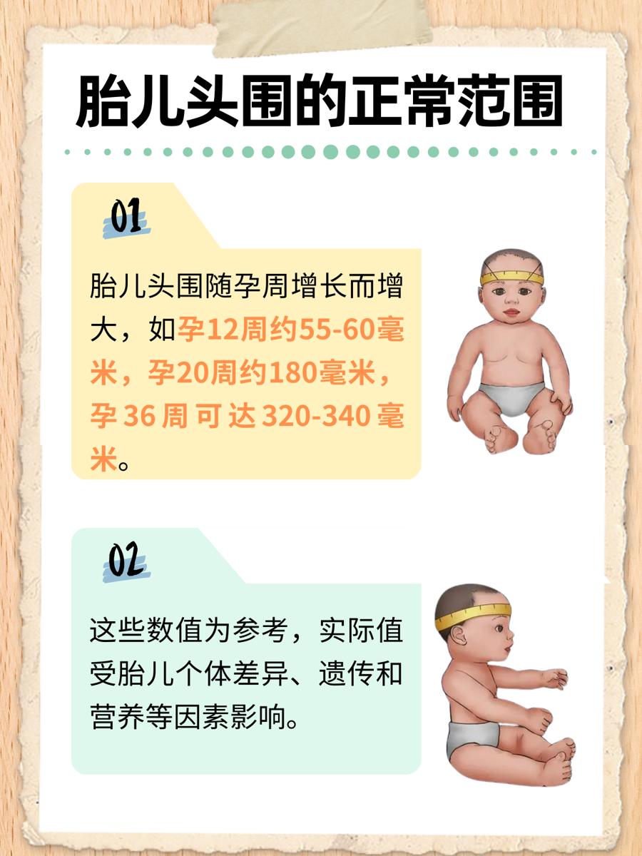 胎儿头围标准对照表