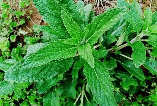 蛤蟆草植株图 蛤蟆草植株图