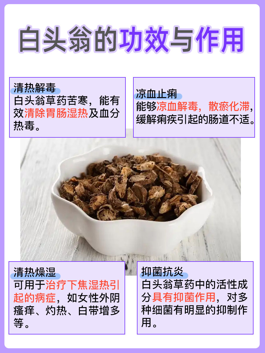 草药白头翁，功效作用与禁忌一次全讲清