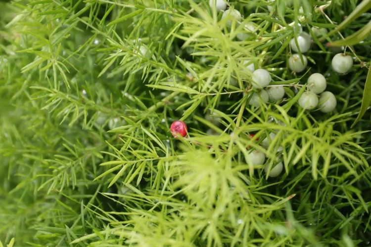 叶状枝常3枚成簇,生于叶腋,扁平或略呈锐三角形,镰刀状.